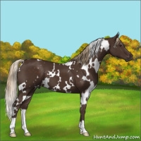 Horse Color:White Spotted Liver Chestnut 