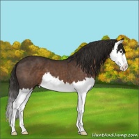 Horse Color:Liver Chestnut Sabino Splash 