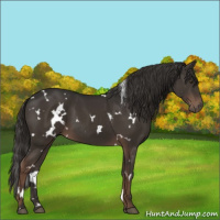 Horse Color:White Spotted Liver Chestnut 