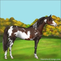 Horse Color:White Spotted Liver Chestnut Frame 
