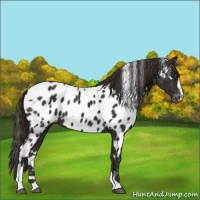 Horse Color:White Spotted Liver Chestnut Sabino Near Leopard 