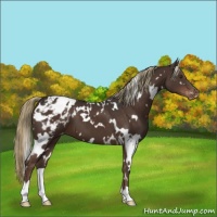 Horse Color:White Spotted Liver Chestnut Appaloosa 