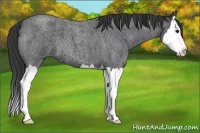 Horse Color:Blue Roan Splash 