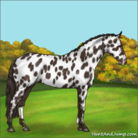 Horse Color:Liver Chestnut Appaloosa 