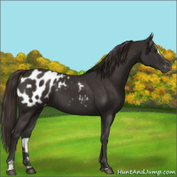Horse Color:Liver Chestnut Sabino Blanket