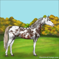 Horse Color:Liver Chestnut Sabino 