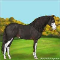 Horse Color:Liver Chestnut Sabino