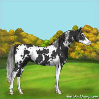 Horse Color:White Spotted Liver Chestnut Sabino