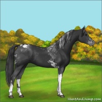 Horse Color:Black Tobiano 