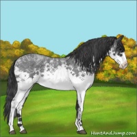 Horse Color:White Spotted Blue Roan Rabicano 