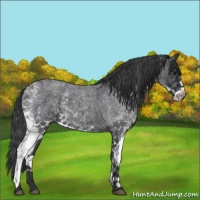 Horse Color:White Spotted Blue Roan