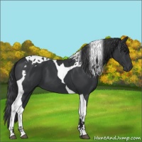 Horse Color:Black Tobiano 