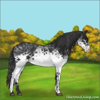 Horse Color:White Spotted Blue Roan 
