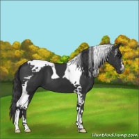 Horse Color:Black Sabino Tobiano