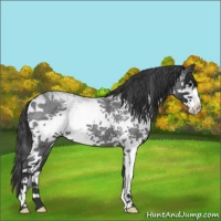 Horse Color:White Spotted Blue Roan Rabicano 