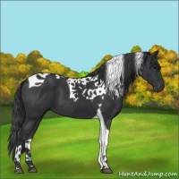 Horse Color:Black Tobiano 