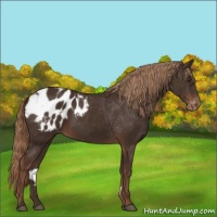 Horse Color:Liver Chestnut Appaloosa 