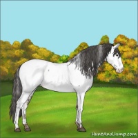 Horse Color:Liver Red Dun Appaloosa 