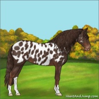 Horse Color:Liver Chestnut Appaloosa 