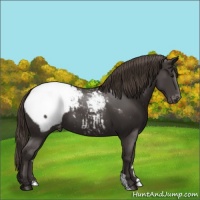 Horse Color:Smoky Black Snowcap