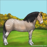 Horse Color:Bay Ice Dun Sabino Splash