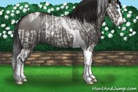 Horse Color:Gray Grullo Sabino Splash and Gray Grullo Splash Tobiano