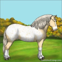 Horse Color:Palomino Dun Splash Blanket 