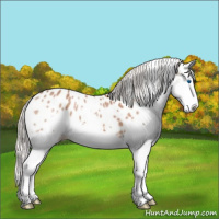 Horse Color:Silver Bay Sabino Splash Appaloosa 