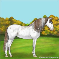 Horse Color:Plaid White Spotted Chestnut Ice Sabino Splash Appaloosa