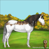 Horse Color:Plaid Bay Sabino Splash Appaloosa