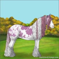 Horse Color:Watercolor White Spotted Red Dun Splash Appaloosa 