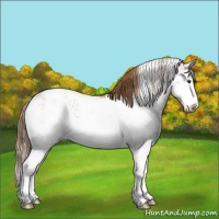 Horse Color:Chestnut Ice Sabino Splash Appaloosa