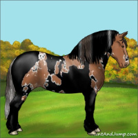Horse Color:White Spotted Bay Tobiano Varnish 