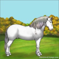 Horse Color:Nacre Black Ice Sabino Splash
