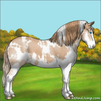 Horse Color:White Spotted Chestnut Splash Appaloosa