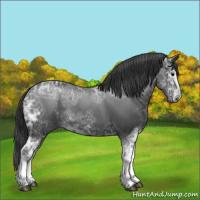 Horse Color:Black Ice Sabino 
