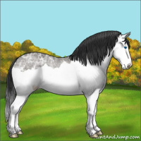 Horse Color:Grullo Ice Splash Rabicano
