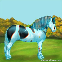 Horse Color:Thunderstruck Chestnut Ice Sabino Splash Appaloosa 