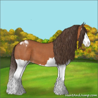 Horse Color:Bay Sabino Splash Appaloosa