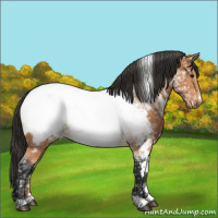 Horse Color:White Spotted Bay Ice Appaloosa