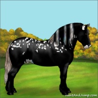 Horse Color:White Spotted Chestnut Ice Splash Appaloosa 