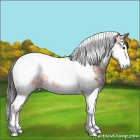 Horse Color:Bay Ice Splash Tobiano Appaloosa