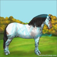 Horse Color:Thunderstruck Bay Ice Appaloosa