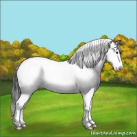 Horse Color:Black Ice Sabino Splash