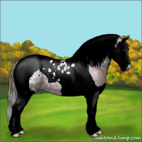 Horse Color:Gray Plaid Liver Chestnut Ice Splash Tobiano Appaloosa