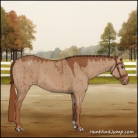 Horse Color:Red Dun Varnish Brindle 