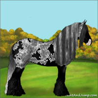 Horse Color:White Spotted Black Ice Sabino Splash
