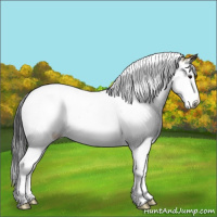Horse Color:Bay Ice Sabino Splash Rabicano 