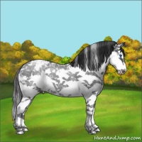 Horse Color:White Spotted Black Ice Splash Appaloosa Rabicano