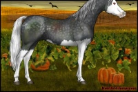 Horse Color:Silver Black Chinchilla Splash 